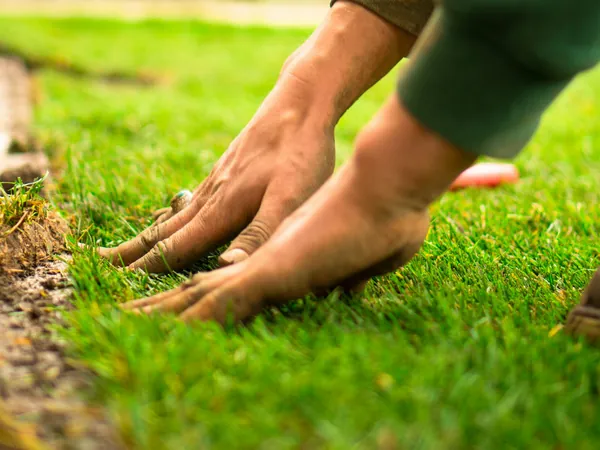 Mani che sistemano una zolla di prato naturale