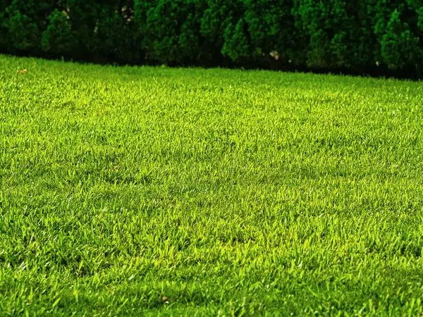 Prato naturale fitto e verde, con una siepe sullo sfondo